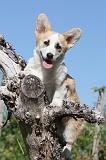 CORGI PEMBROKE 055